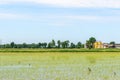Flooded rice fields, Lomellina (Italy) Royalty Free Stock Photo