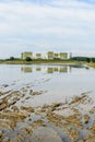 Flooded rice fields, Lomellina (Italy) Royalty Free Stock Photo