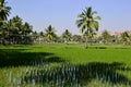 Flooded rice fields and palm trees Royalty Free Stock Photo