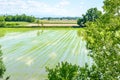 Flooded rice fields with plants (Italy)