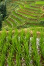 Flooded Rice Paddy Terraces