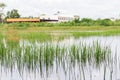 Flooded rice plantation in bad weather landscape