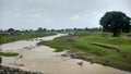 Small river stream during monsoon with a big lush green tree Royalty Free Stock Photo