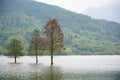 Flooded three lonely trees landscape at springtime. smooth water.