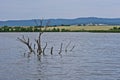 Flooded tree branch protruding from the lake