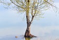 Flooded tree Royalty Free Stock Photo