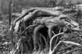 Flooded tree roots Royalty Free Stock Photo