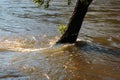 Flooded tree trunk in water