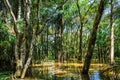 Flooded trees in the Amazon Rainforest, Brazil Royalty Free Stock Photo