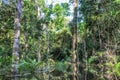 Flooded trees in the Amazon Rainforest, Manaos, Brazil Royalty Free Stock Photo