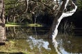 Flooded trees background