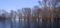 Flooded trees in flood plains of river Waal in the netherlands Royalty Free Stock Photo