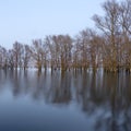 Flooded trees in flood plains of river Waal in the netherlands Royalty Free Stock Photo