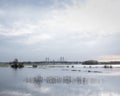 Flooded trees in flood plains of river Waal in the netherlands Royalty Free Stock Photo