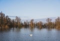 Flooded trees in flood plains of river Waal in the netherlands Royalty Free Stock Photo