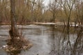 Flooded trees and frozen water in the floodplain of the river at the thaws Royalty Free Stock Photo