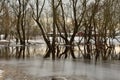 Flooded trees and frozen water in the floodplain of the river at the thaws Royalty Free Stock Photo