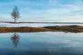 Flooded trees and frozen water in the floodplain of the river at the thaws. Royalty Free Stock Photo