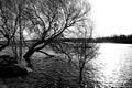 Flooded trees in the Gulf of Finland.