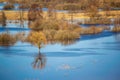 Flooded trees during high water at spring time, Snov river, Ukraine Royalty Free Stock Photo