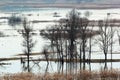 Flooded trees during high water in spring time, Ukraine.