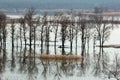 Flooded trees during high water in spring time, Ukraine.