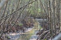 Flooded trees in mangrove rain forest