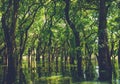 Flooded trees in mangrove rain forest. Kampong Phluk. Cambodia Royalty Free Stock Photo