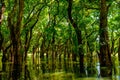 Flooded trees in mangrove rain forest. Kampong Phluk. Cambodia Royalty Free Stock Photo