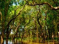 Flooded trees in mangrove rain forest. Kampong Phluk. Cambodia Royalty Free Stock Photo