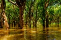 Flooded trees in mangrove rain forest. Kampong Phluk. Cambodia