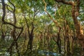 Flooded trees in mangrove rain forest Royalty Free Stock Photo