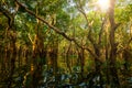 Flooded trees in mangrove rain forest Royalty Free Stock Photo