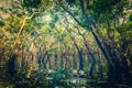 Flooded trees in mangrove rain forest Royalty Free Stock Photo