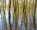 Flooded trees and reflections in flood plains of river Waal in holland Royalty Free Stock Photo