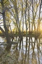 Flooded Trees during the Spring snow melt flood Royalty Free Stock Photo
