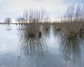 Flooded trees in flood plains of river Waal in the netherlands Royalty Free Stock Photo