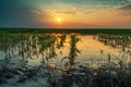 Flooded young corn field plantation with damaged crops in sunset Royalty Free Stock Photo