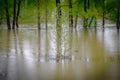 Flooding, flooded tree during a period of high water