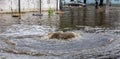 Flooding after heavy rains in city. Sewage broke open asphalt and blew up fountain. Dirty sewage broke through storm sewer and Royalty Free Stock Photo