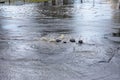 Flooding after heavy rains in city. Sewage broke open asphalt and blew up fountain. Dirty sewage broke through storm sewer and Royalty Free Stock Photo