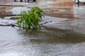 Flooding after heavy rains in city. Sewage broke open asphalt and blew up fountain. Dirty sewage broke through storm sewer and Royalty Free Stock Photo