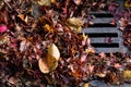 Flooding threat, fall leaves clogging a storm drain on a wet day