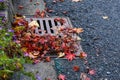 Flooding threat, fall leaves clogging a storm drain on a wet day, street and curb