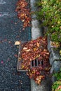 Flooding threat, fall leaves clogging a storm drain on a wet day, street and curb