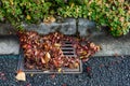 Flooding threat, fall leaves clogging a storm drain on a wet day, street and curb Royalty Free Stock Photo