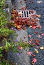 Flooding threat, fall leaves clogging a storm drain on a wet day, street and curb Royalty Free Stock Photo