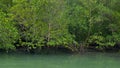 Flooding tidal cover mangrove forest in Rant, Thailand. Tropical environment.