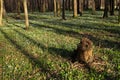 Floodplain forest