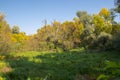 Floodplain forest along the Tisza river